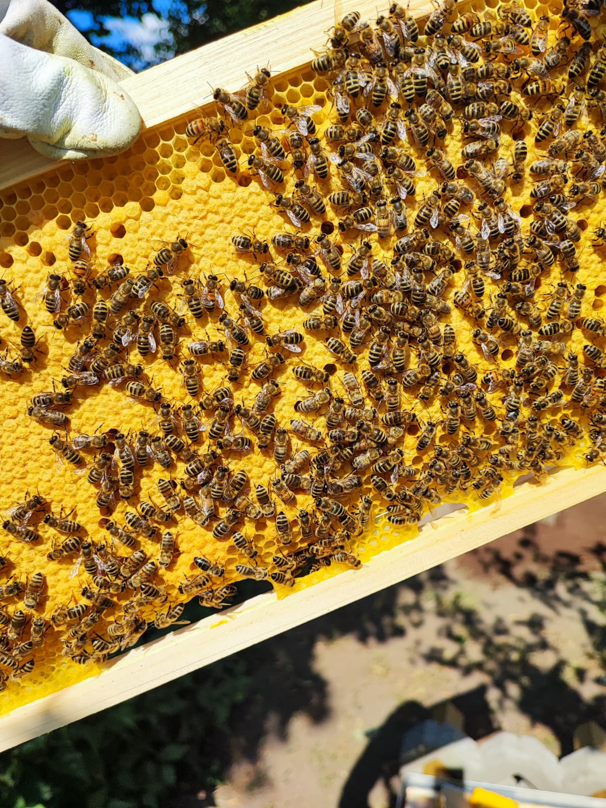 Volle Honigwabe mit Bienen aus dem Bienenstock in Regensburg