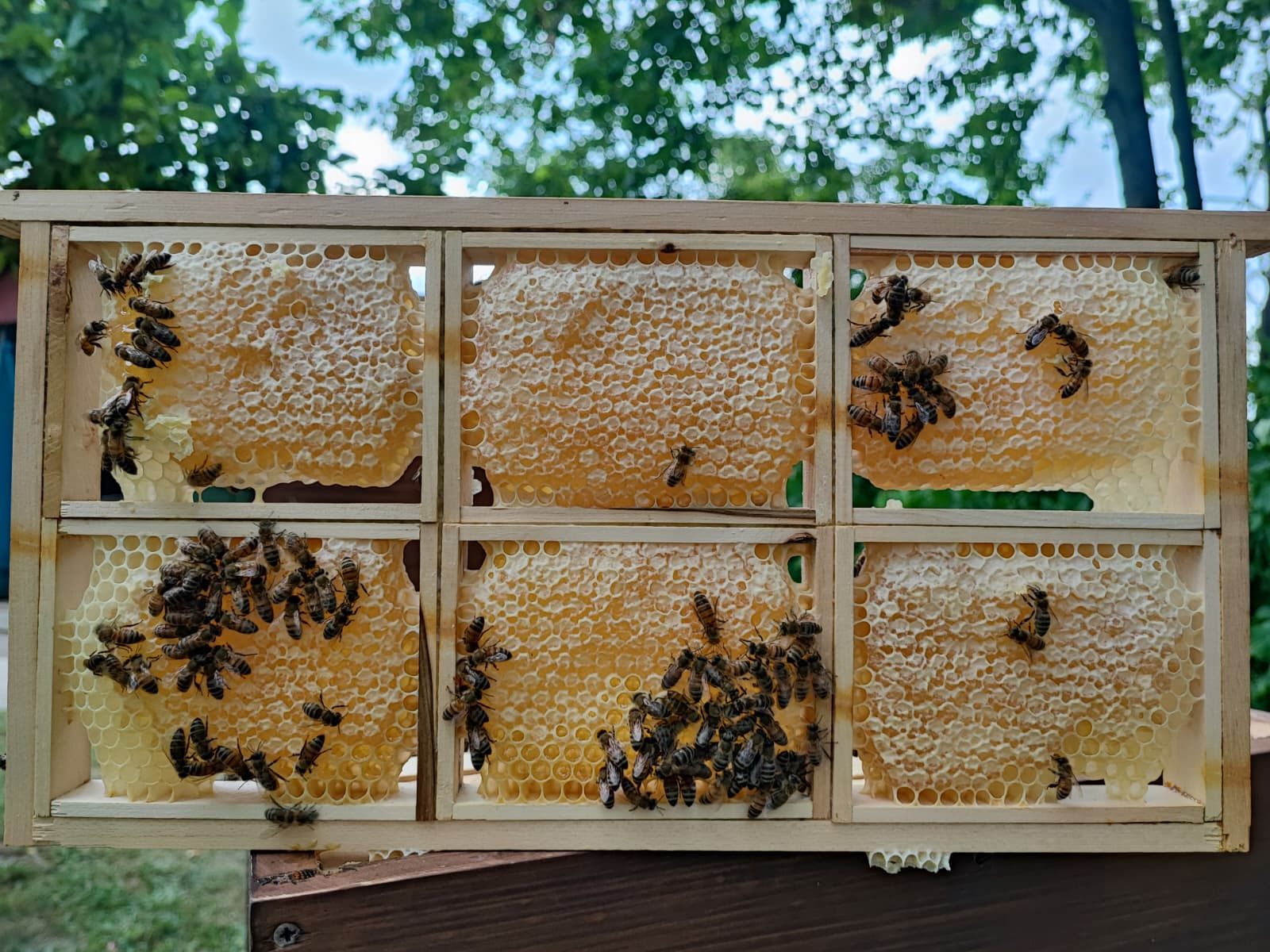 Wabenhonig – von den Bienen frisch angelegte Honigwaben